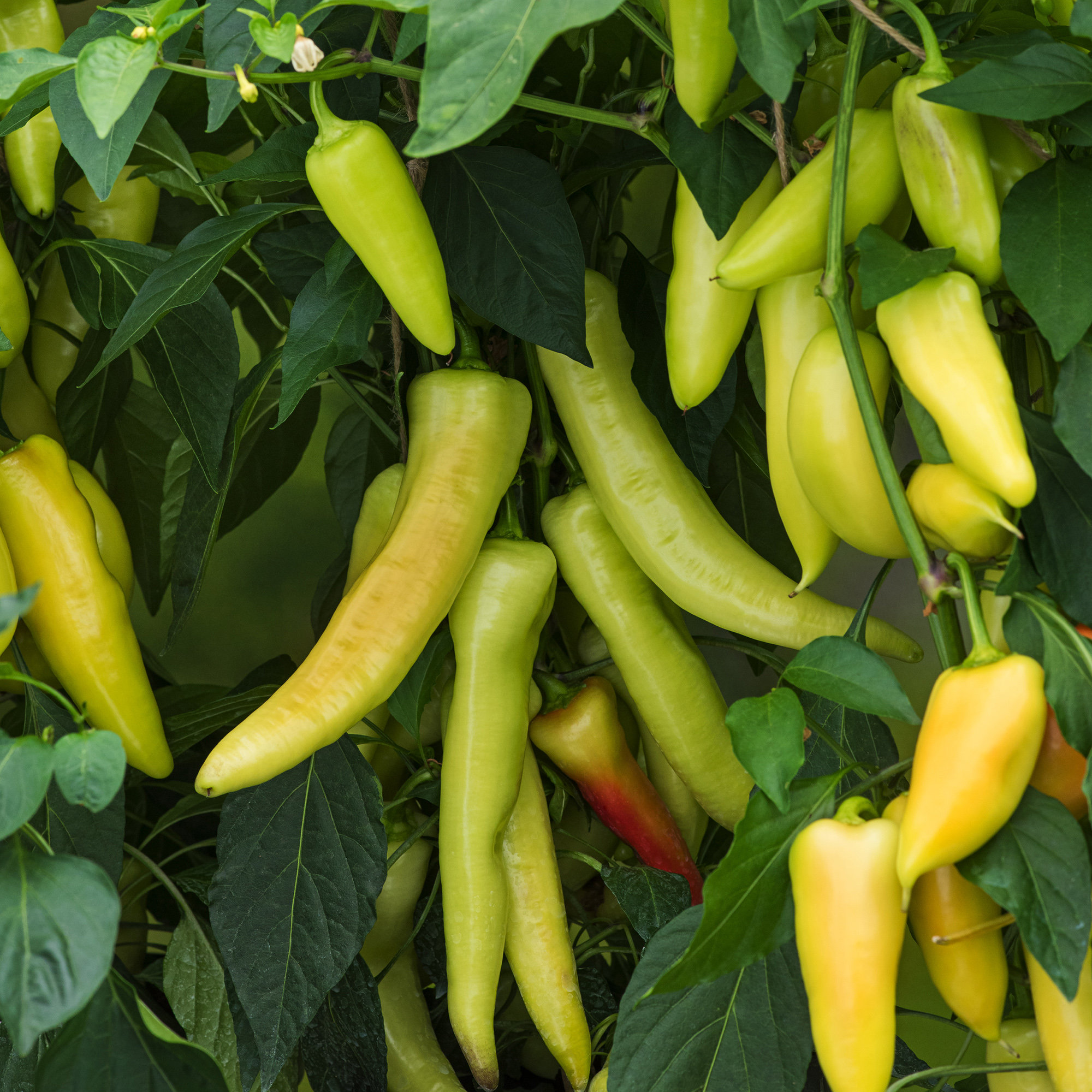 Chilli Papper Hungarian Hot Wax